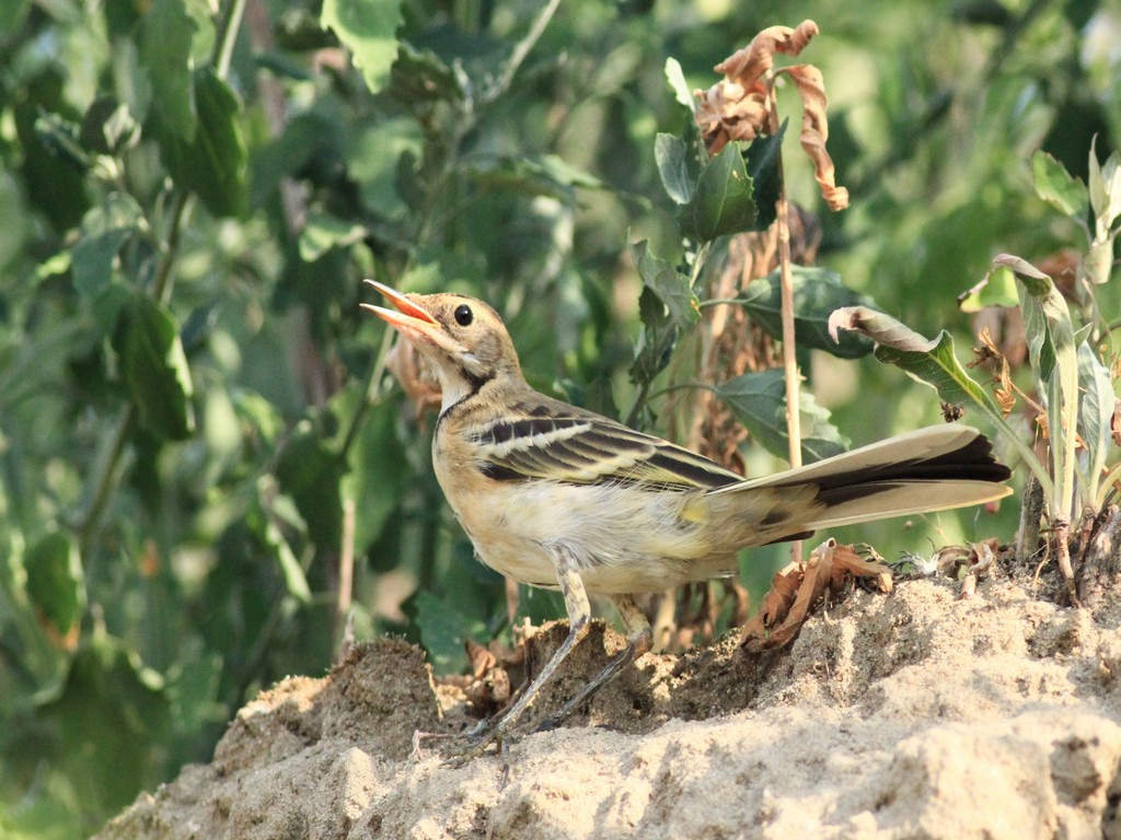 Aiuto identificazione - Parco Adda Sud