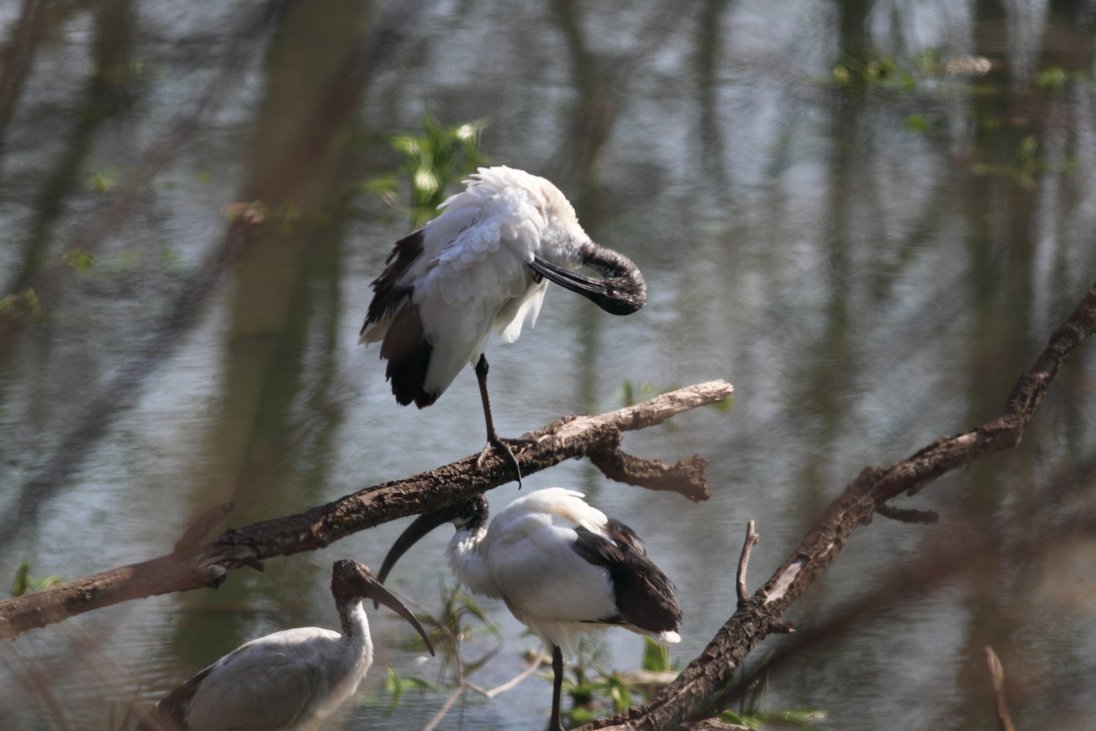 Ibis Sacri nel Cremasco-Lodigiano