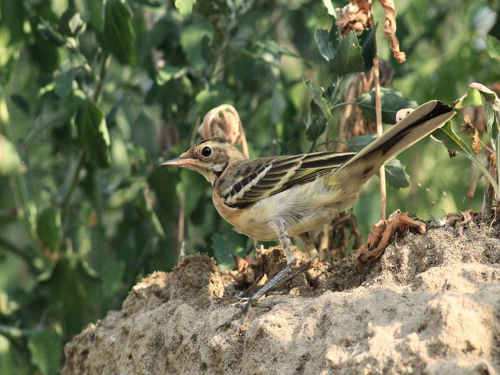 Aiuto identificazione - Parco Adda Sud