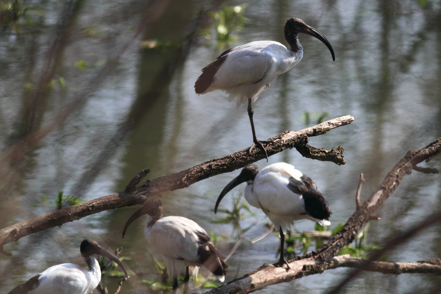 Ibis Sacri nel Cremasco-Lodigiano