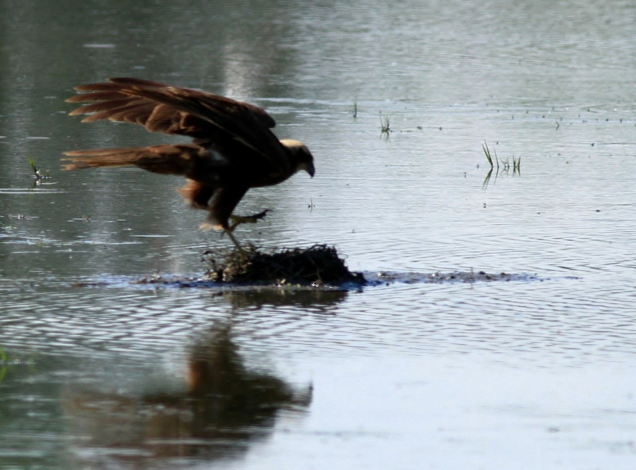 Falco di P. preda uova di Cavaliere, nel Cremasco