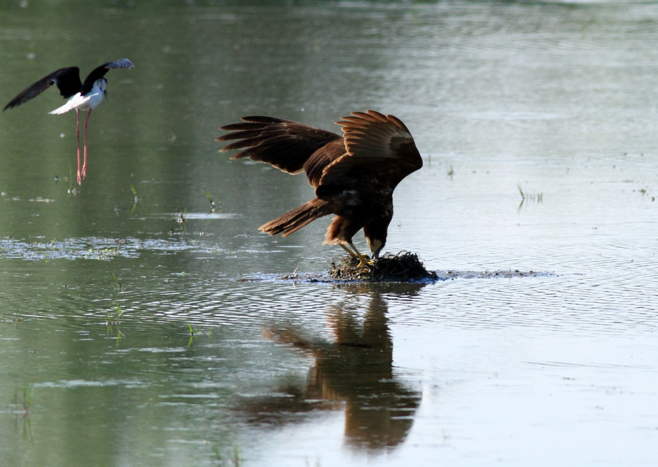 Falco di P. preda uova di Cavaliere, nel Cremasco