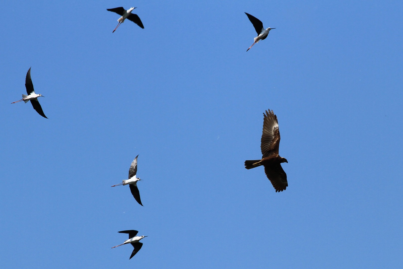 Falco di P. preda uova di Cavaliere, nel Cremasco