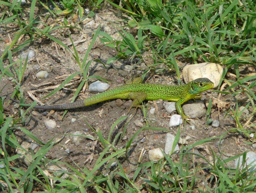 Lucertola verde chiaro e scuro