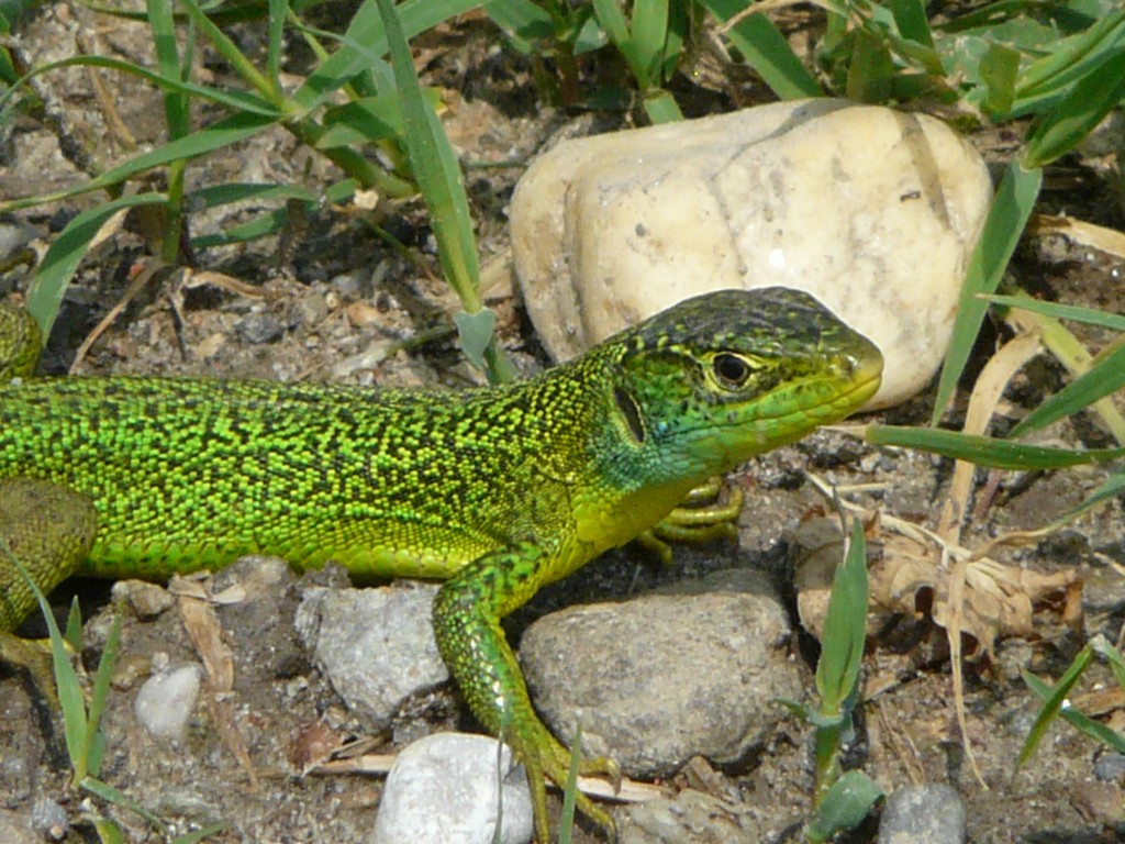 Lucertola verde chiaro e scuro