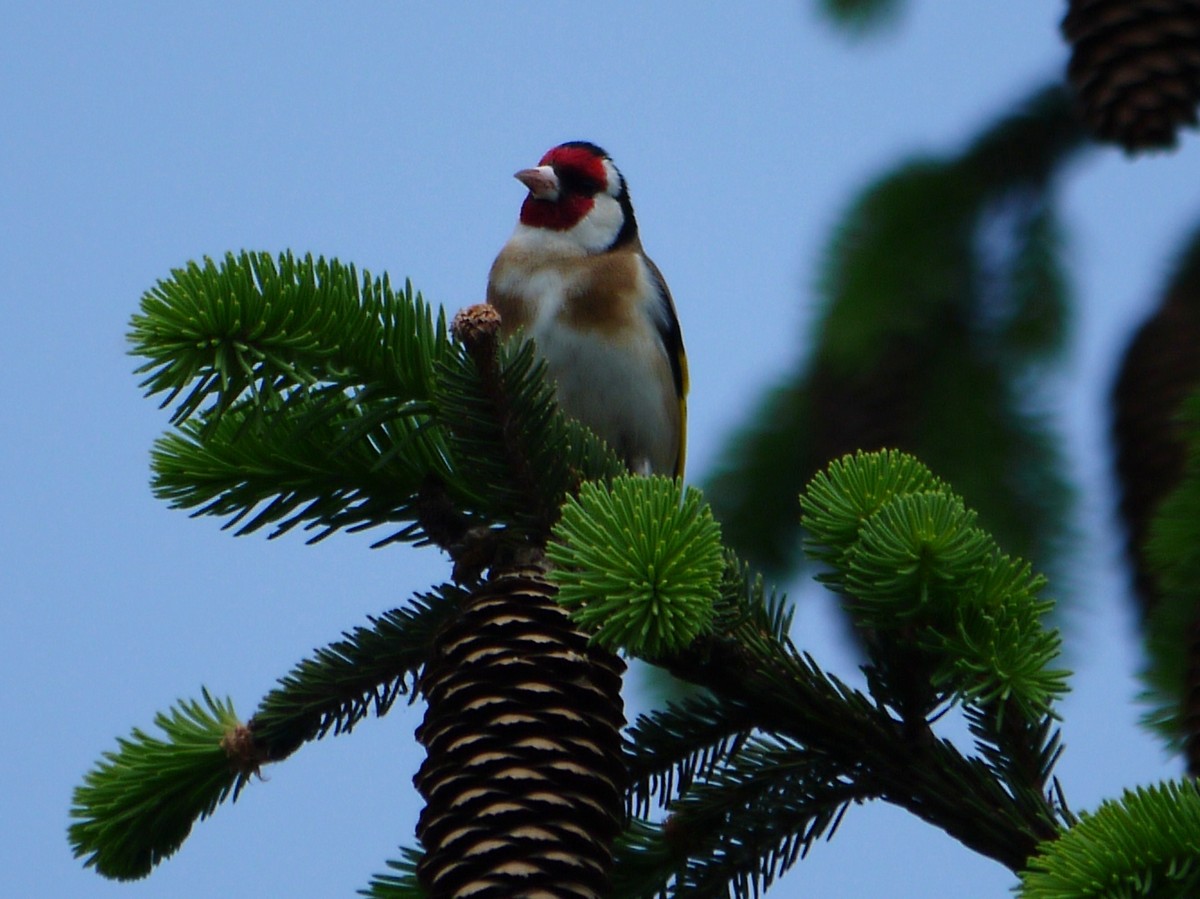 Cardellino nel mio giardino