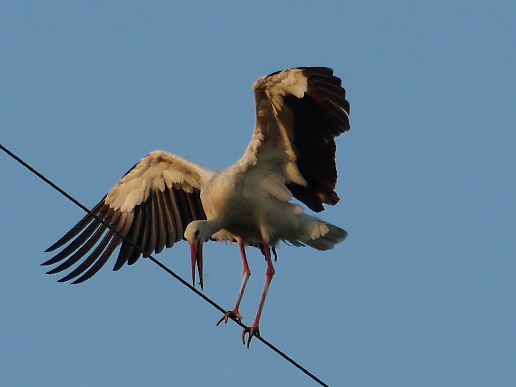 Equilibrismi