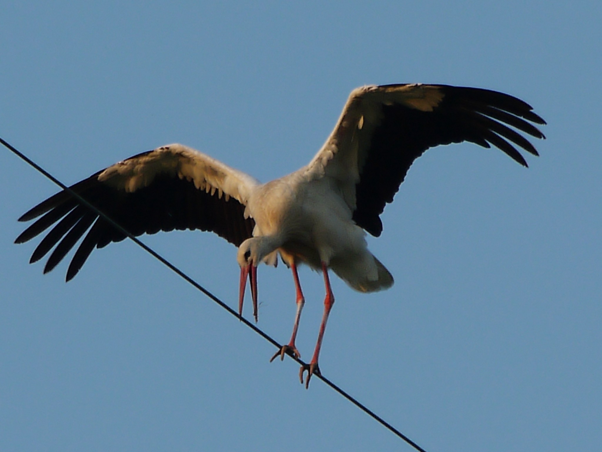 Equilibrismi