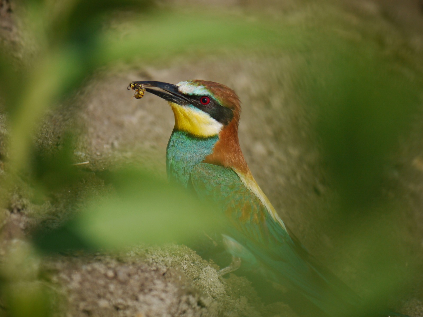 Attraverso la vegetazione