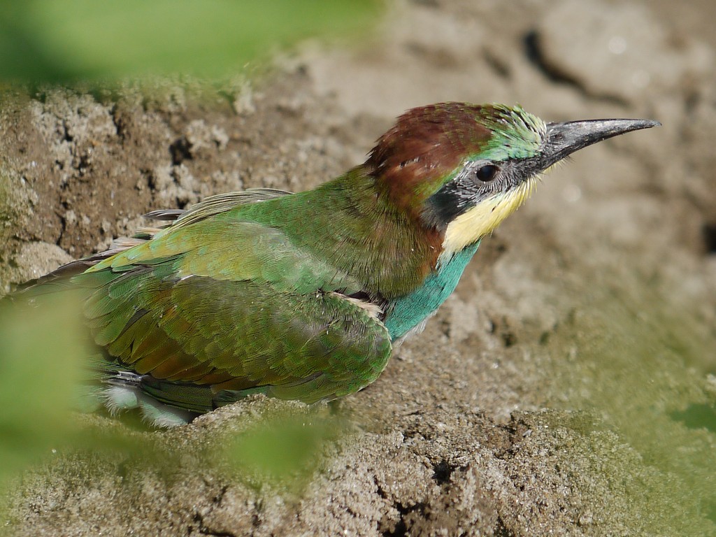 Attraverso la vegetazione