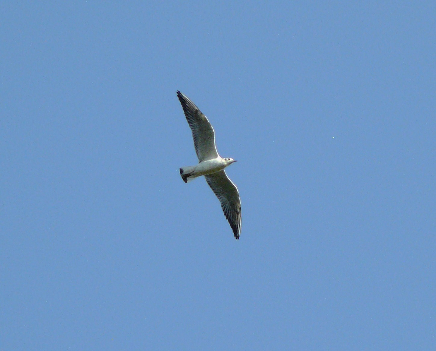 Aiuto identificazione Gabbiani