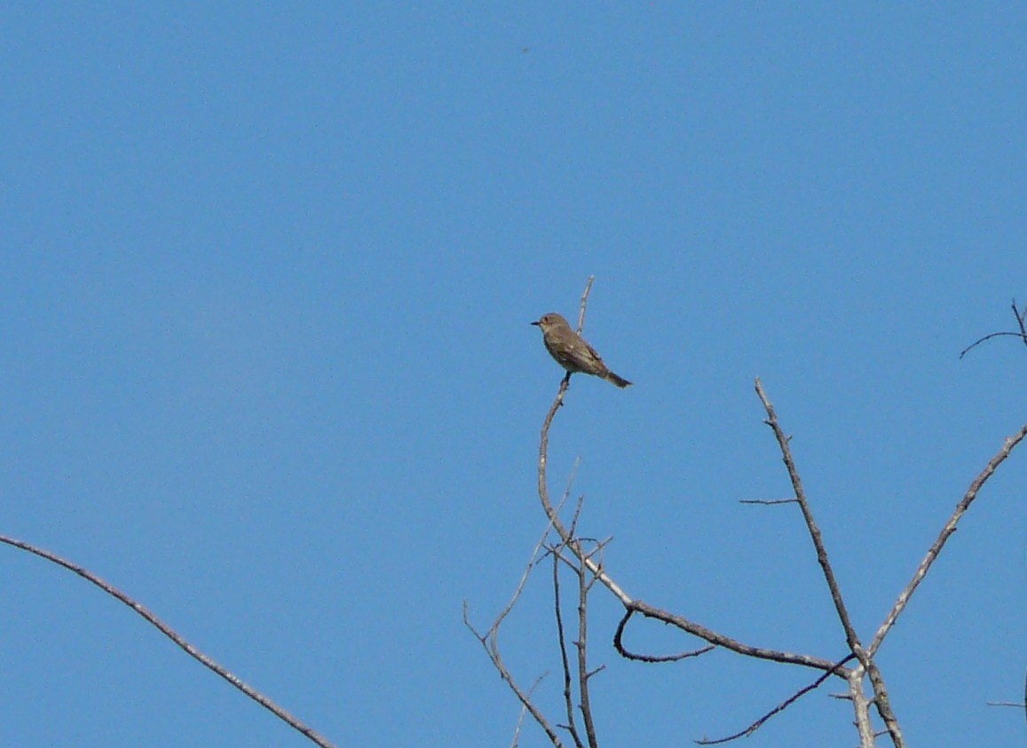 Passeriformi: Balia nera, Pigliamosche e (?) Prispolone (?)