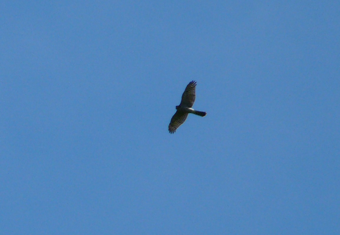 Rapace da identificare