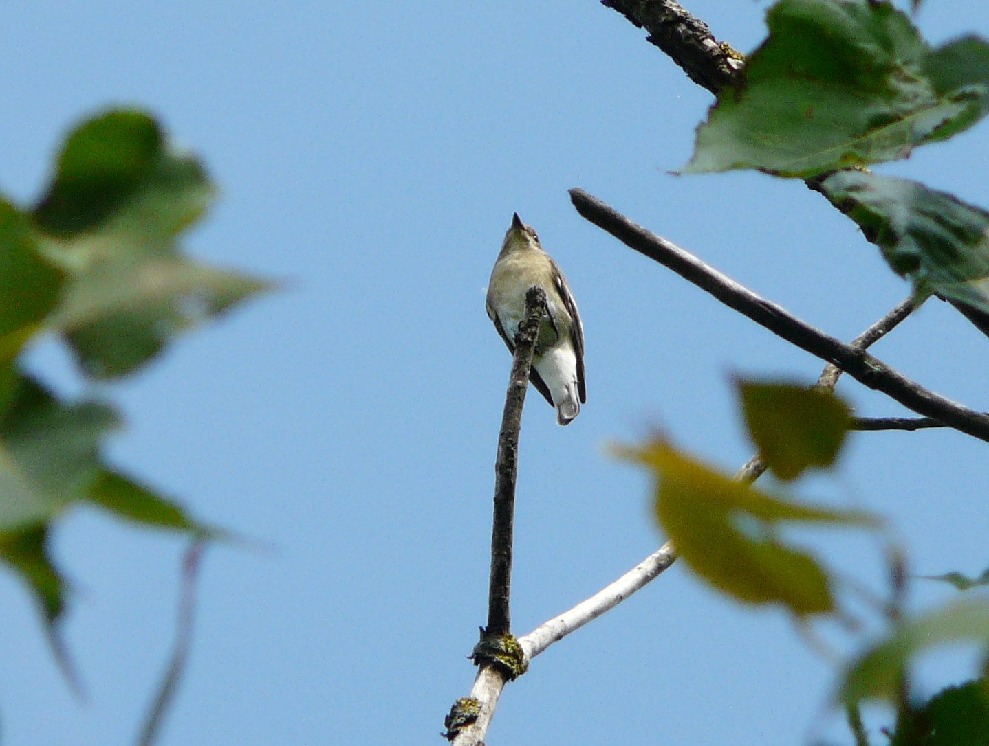 Passeriformi: Balia nera, Pigliamosche e (?) Prispolone (?)