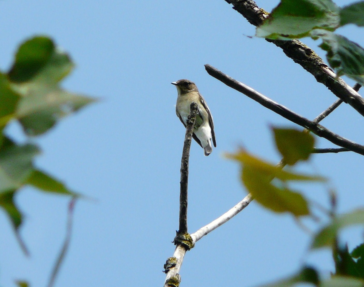 Passeriformi: Balia nera, Pigliamosche e (?) Prispolone (?)