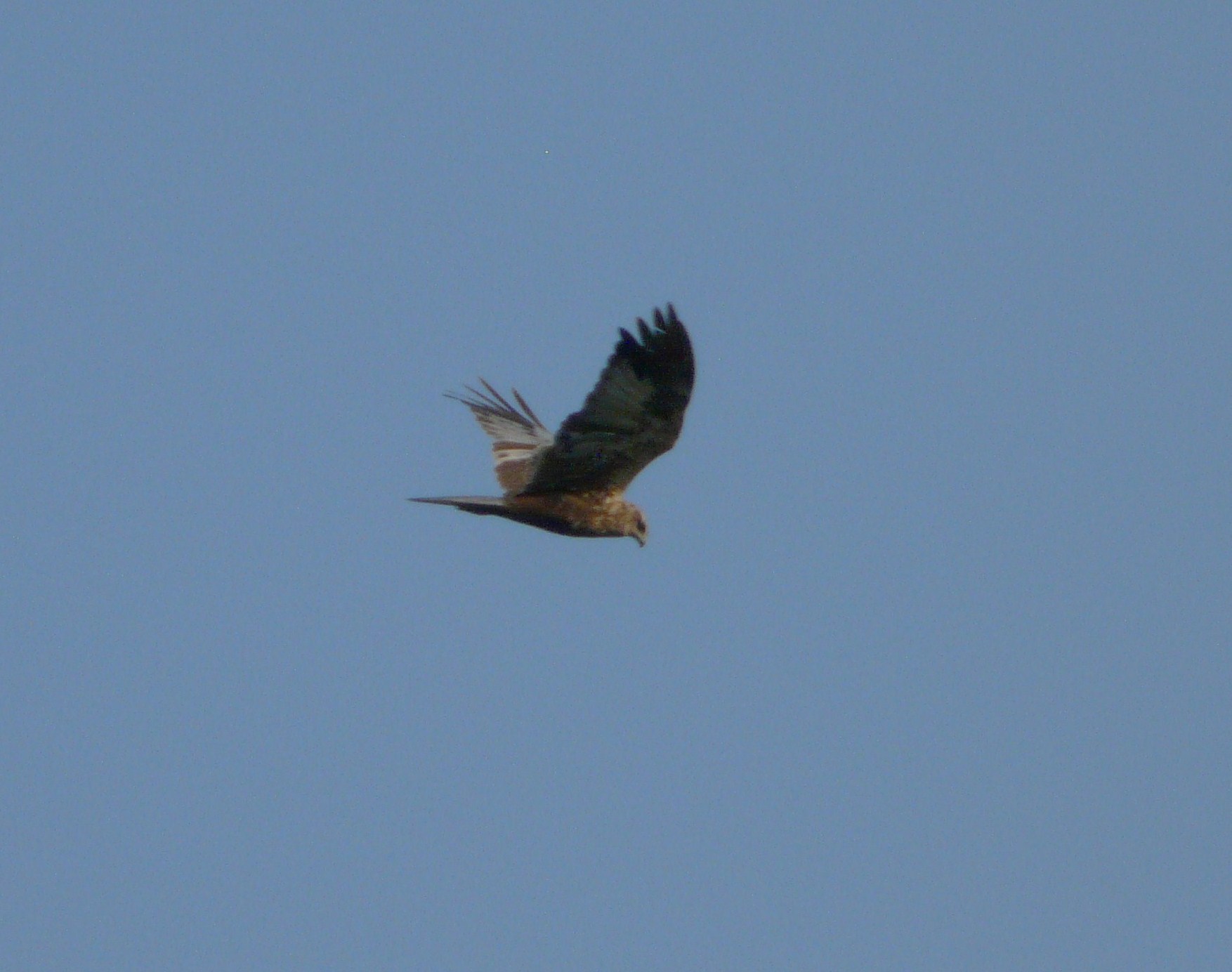 Aiuto identificazione rapace. [ Falco di palude maschio imm]