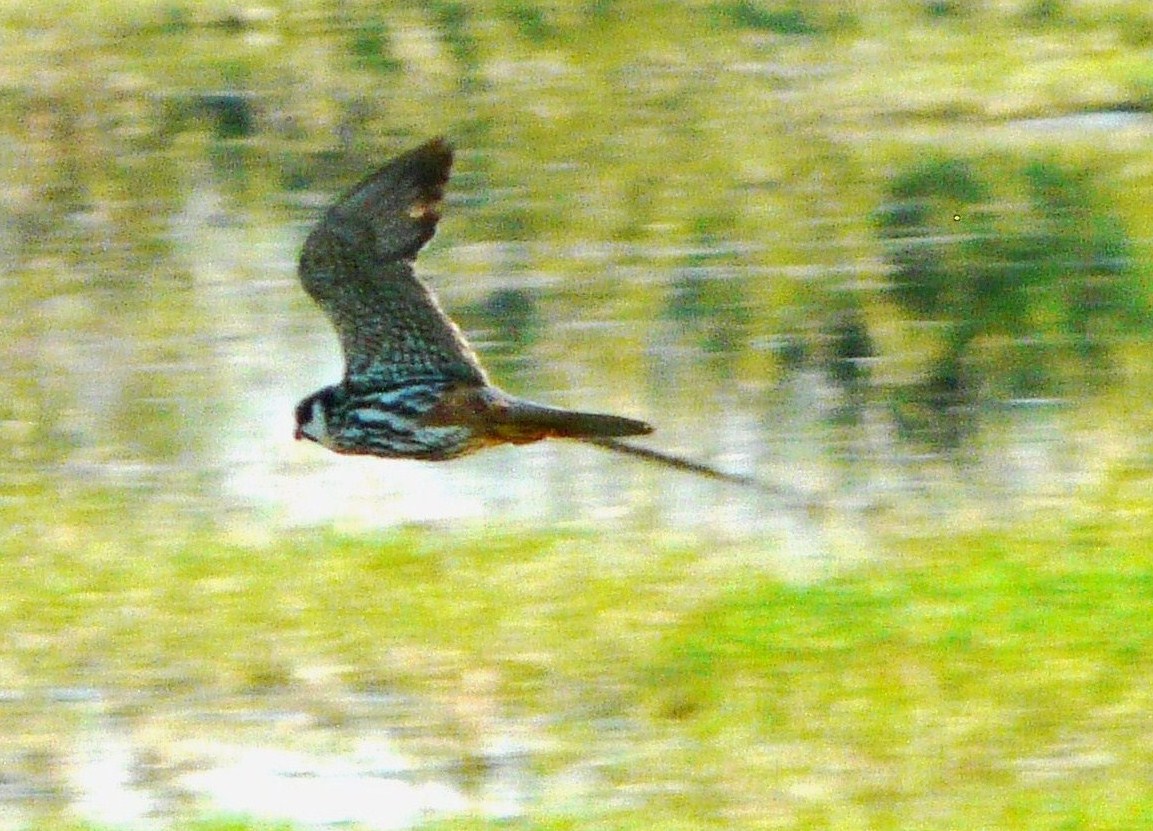 Identificazioni rapaci , chiedo conferma