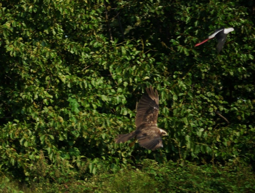 Falco di Palude in caccia