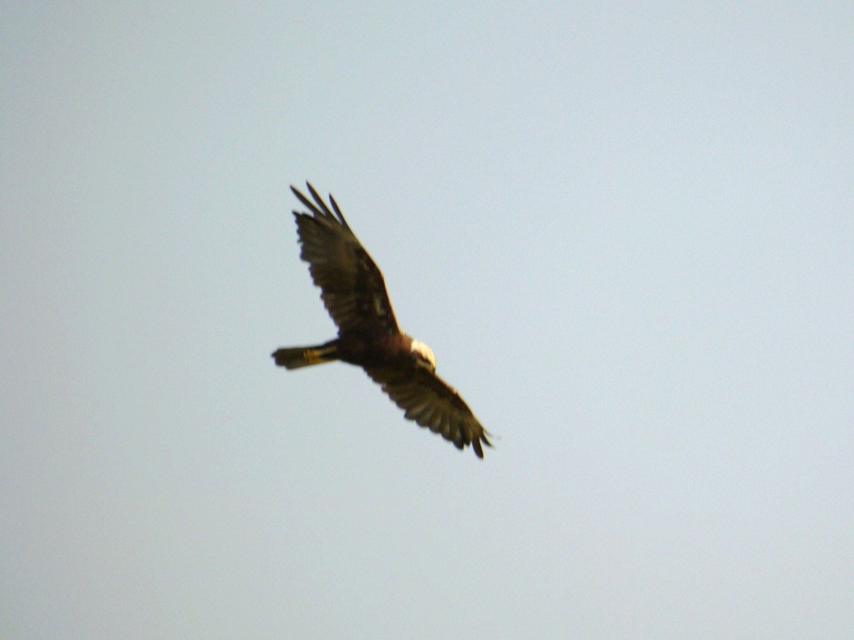 Falco di Palude in caccia