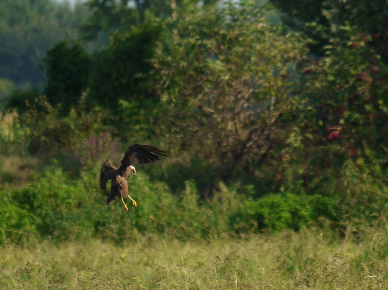 Falco di Palude in caccia