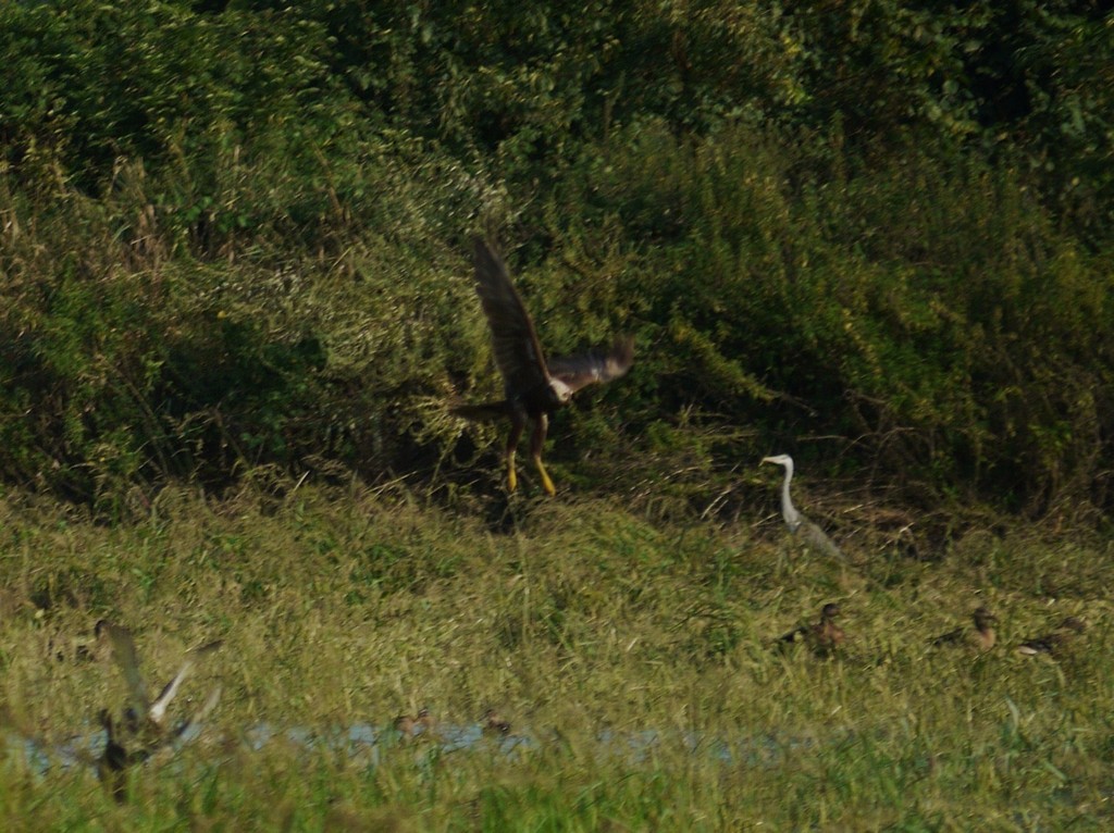 Falco di Palude in caccia