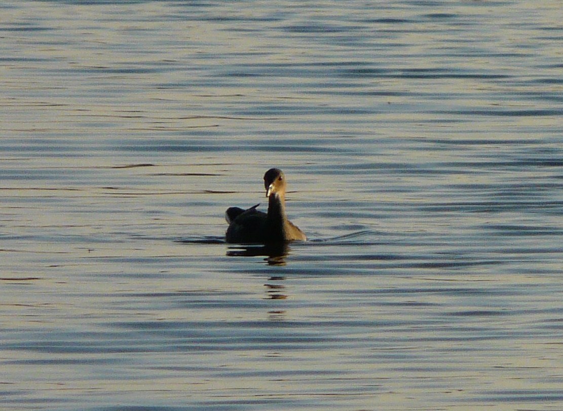 E'' una gallinella d''acqua? o qualcos''altro?