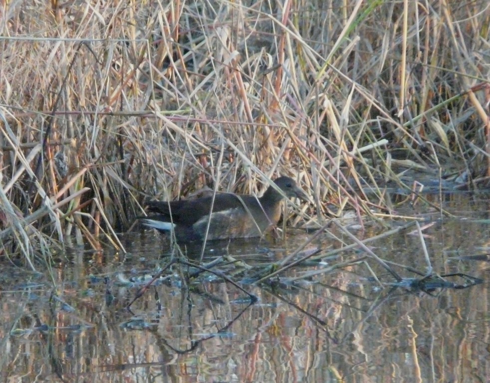 E'' una gallinella d''acqua? o qualcos''altro?