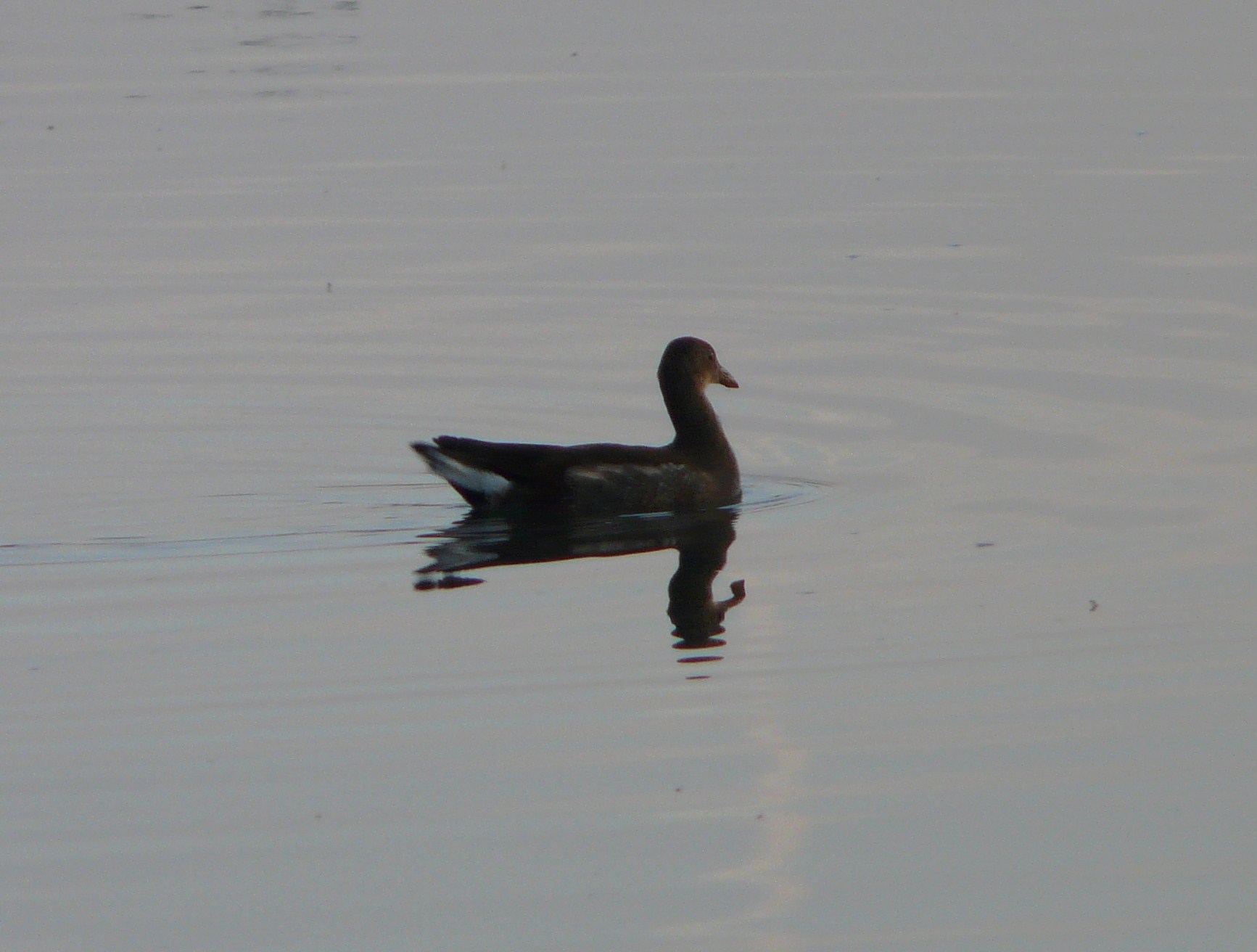 E'' una gallinella d''acqua? o qualcos''altro?