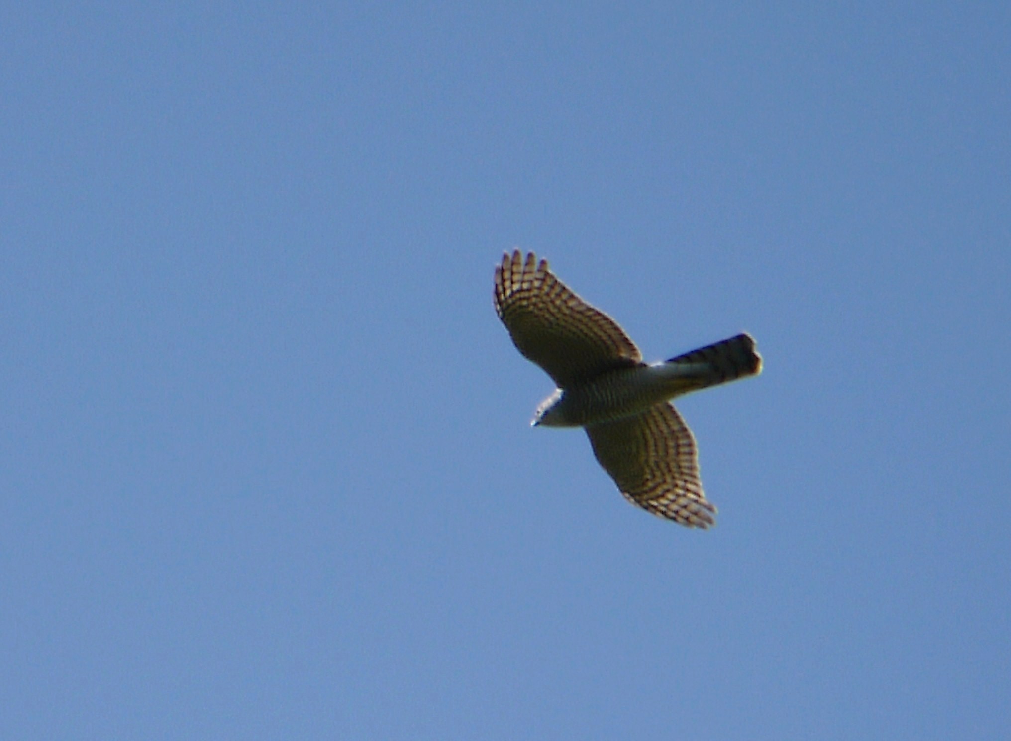 Conferma identificazione - Sparviere?