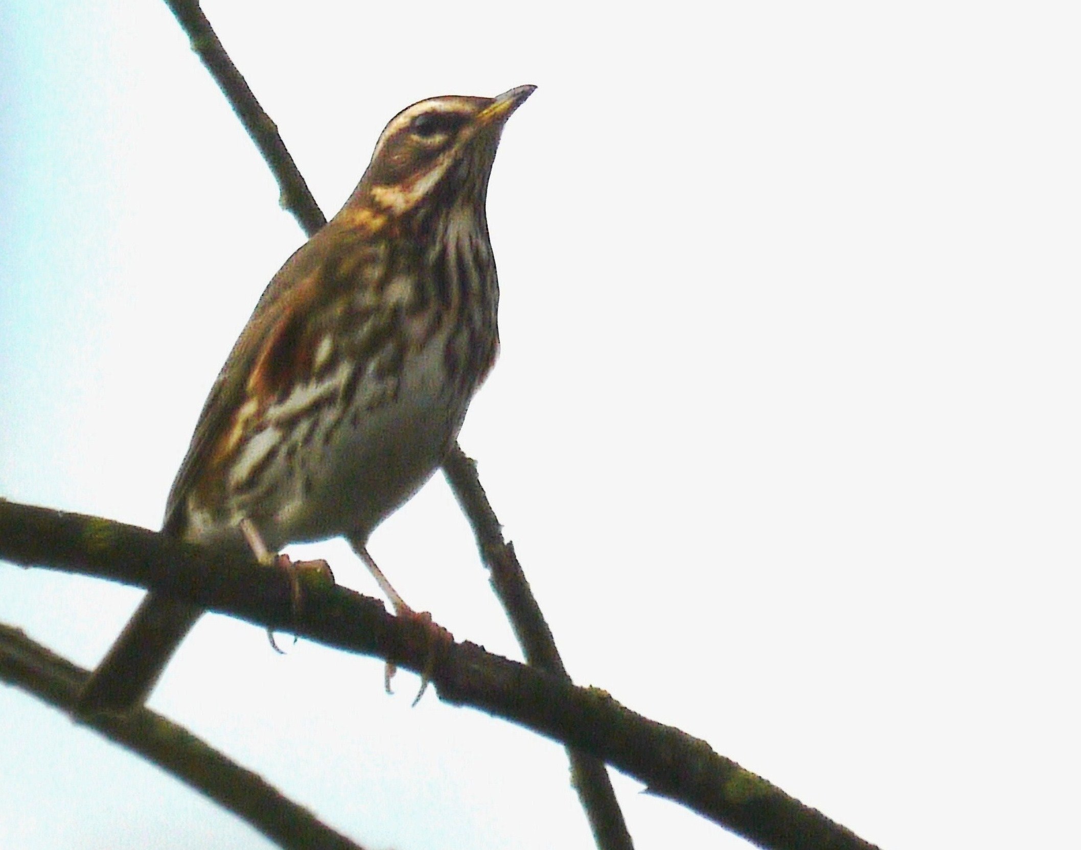 Aiuto identificazione nel Parco Adda Sud