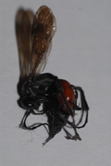 Pompilidae rosso e nero