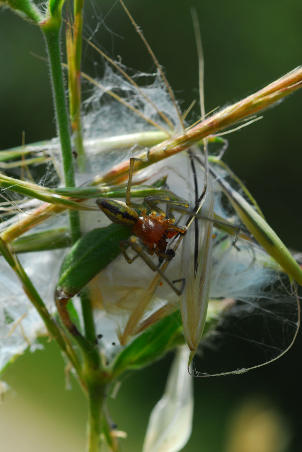 Cheiracanthium sp.