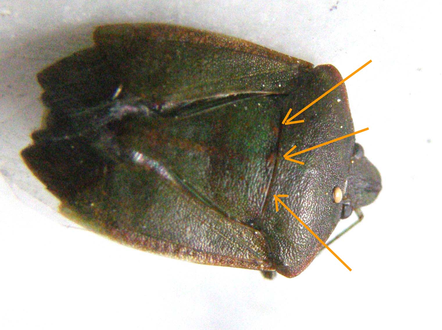 Pentatomidae: Nezara viridula milanese