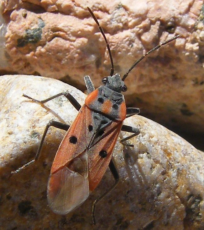 Lygaeidae: Lygaeus creticus della Sardegna (CA)