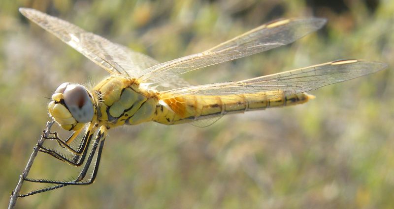 Femmina di Sympetrum fonscolombii?