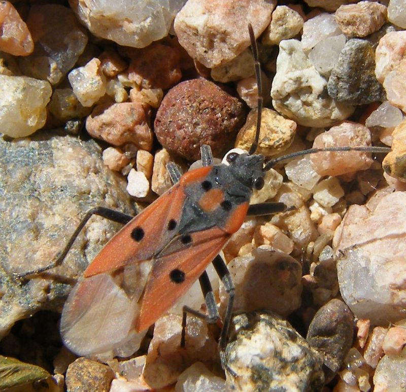 Lygaeidae: Lygaeus creticus della Sardegna (CA)