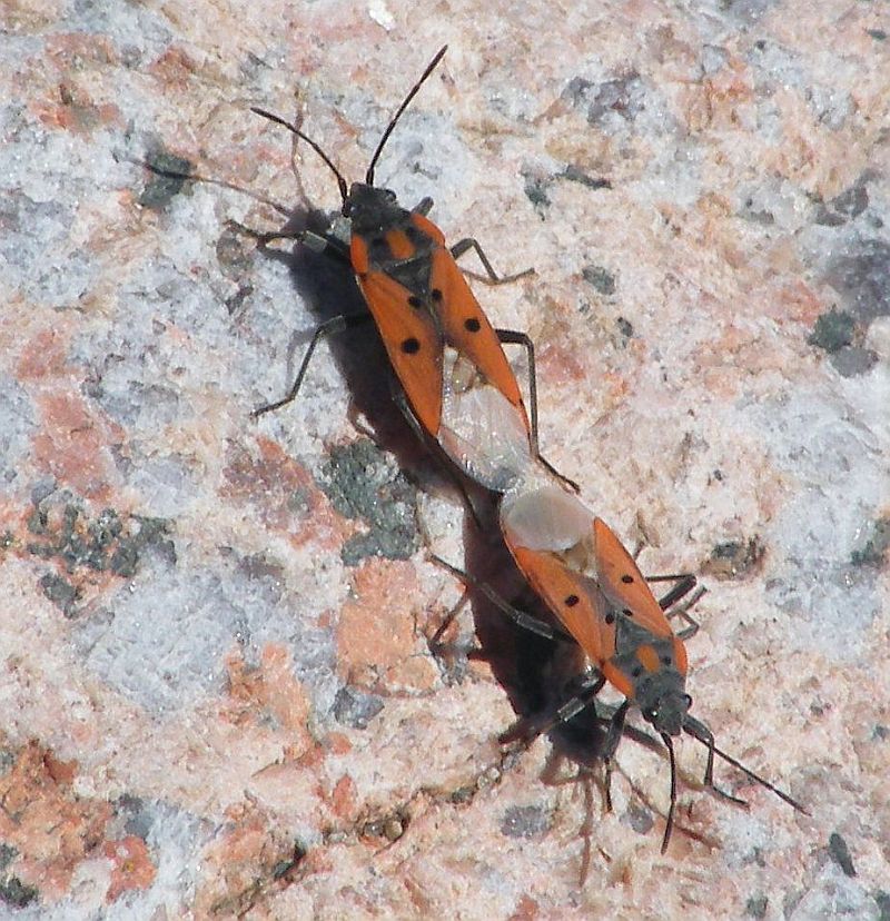 Lygaeidae: Lygaeus creticus della Sardegna (CA)