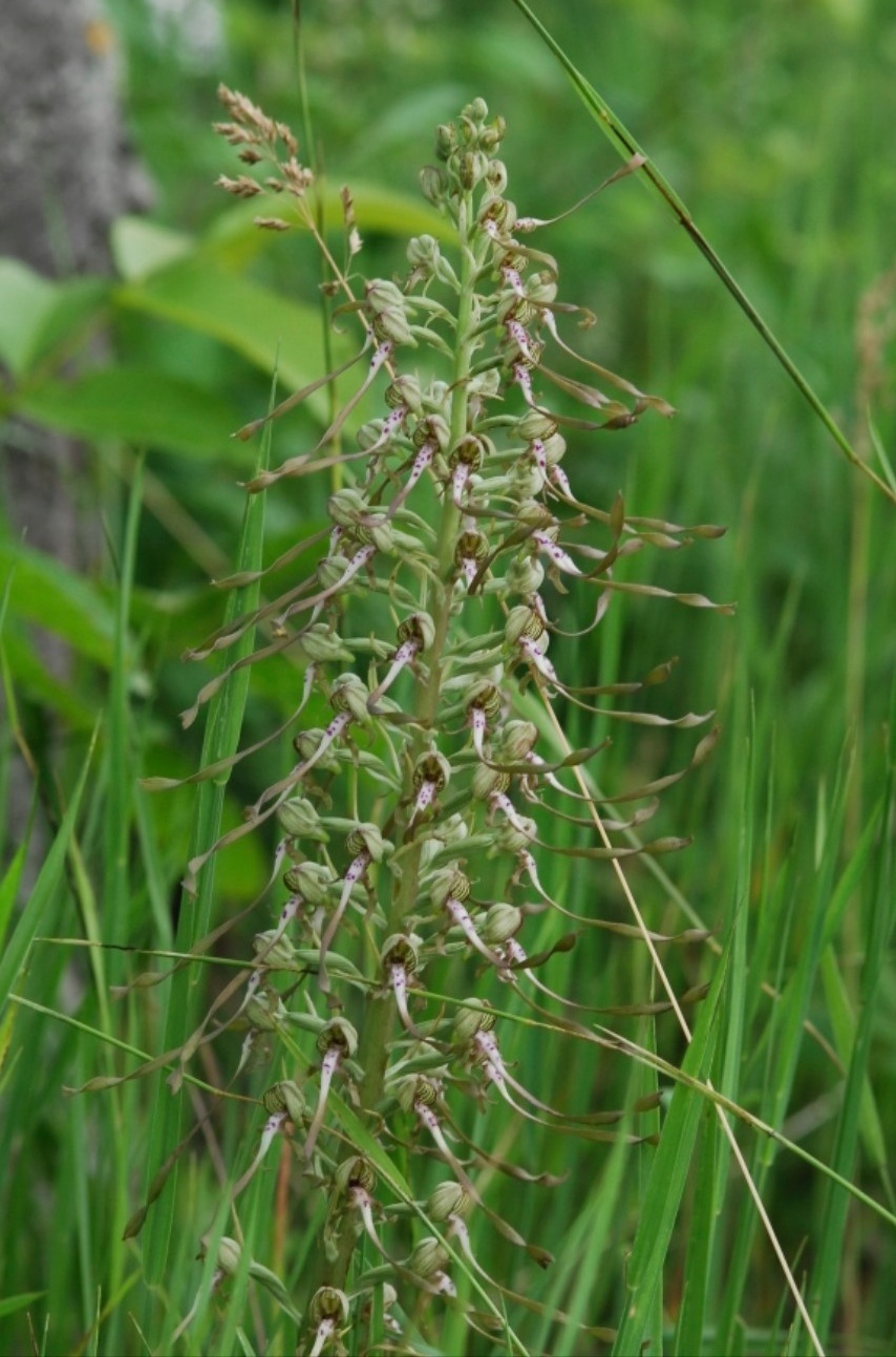 Himantoglossum adriaticum o hircinum?