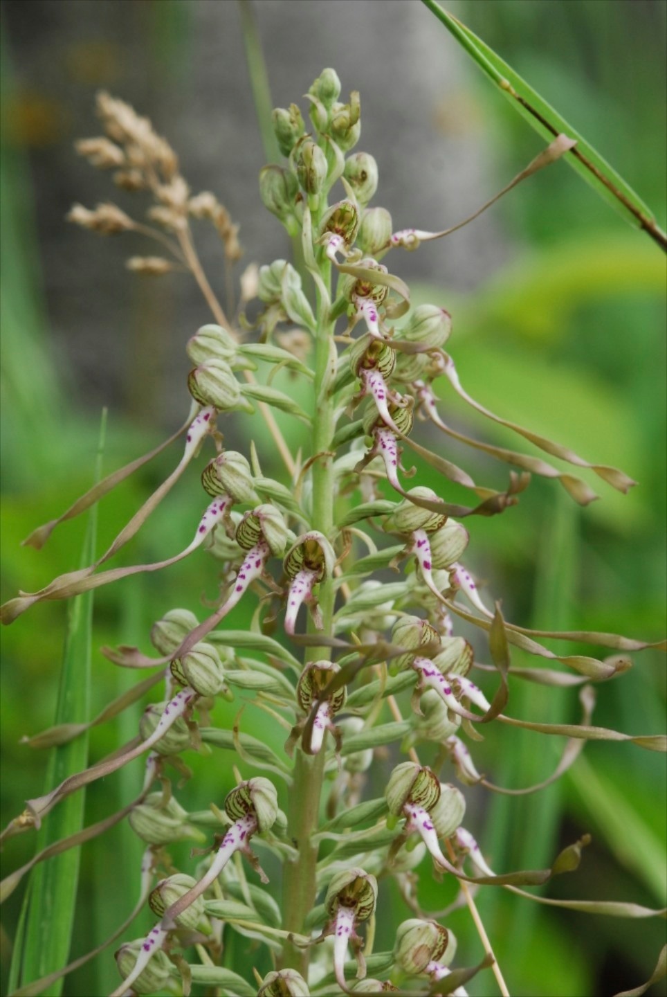 Himantoglossum adriaticum o hircinum?