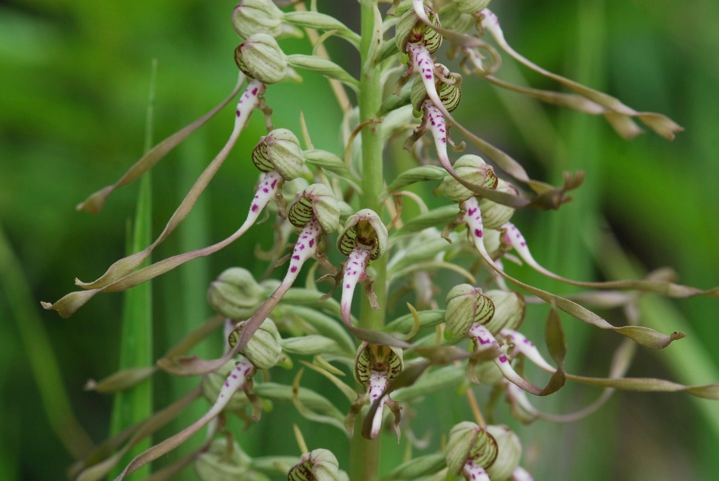 Himantoglossum adriaticum o hircinum?