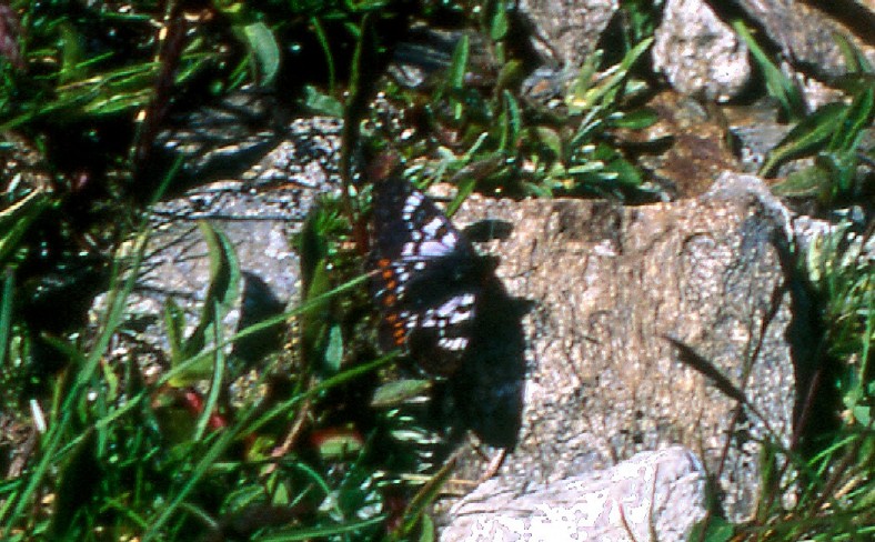 Farfalle di Valtellina, Valchiavenna, V.Poschiavo, Bregaglia