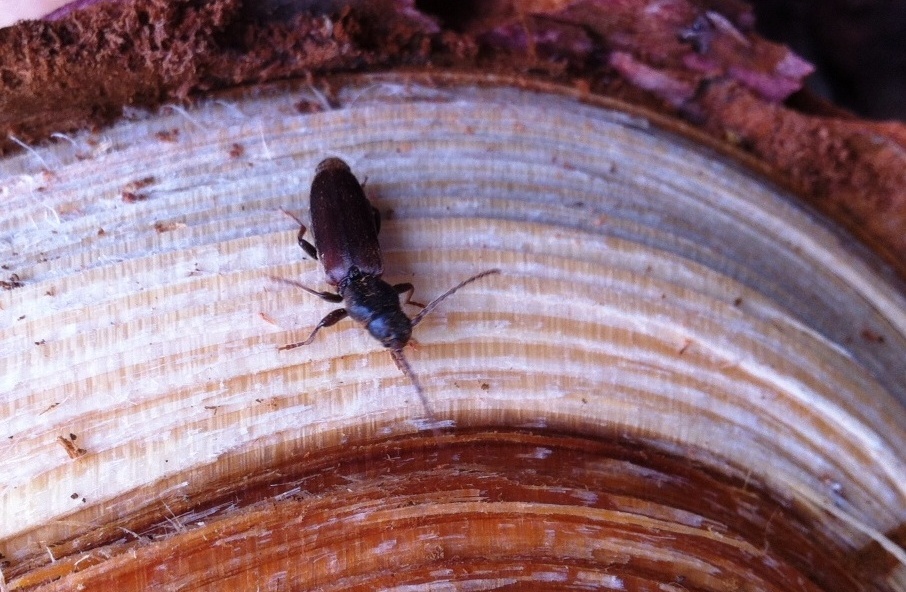 ?? Tetropium castaneum (Linnaeus, 1758)  ??