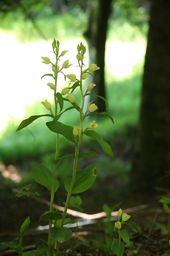 Orchidee dellAppennino pistoiese