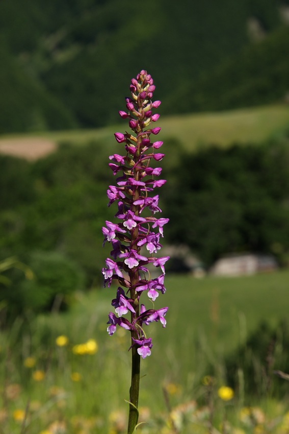 Orchidee dellAppennino pistoiese