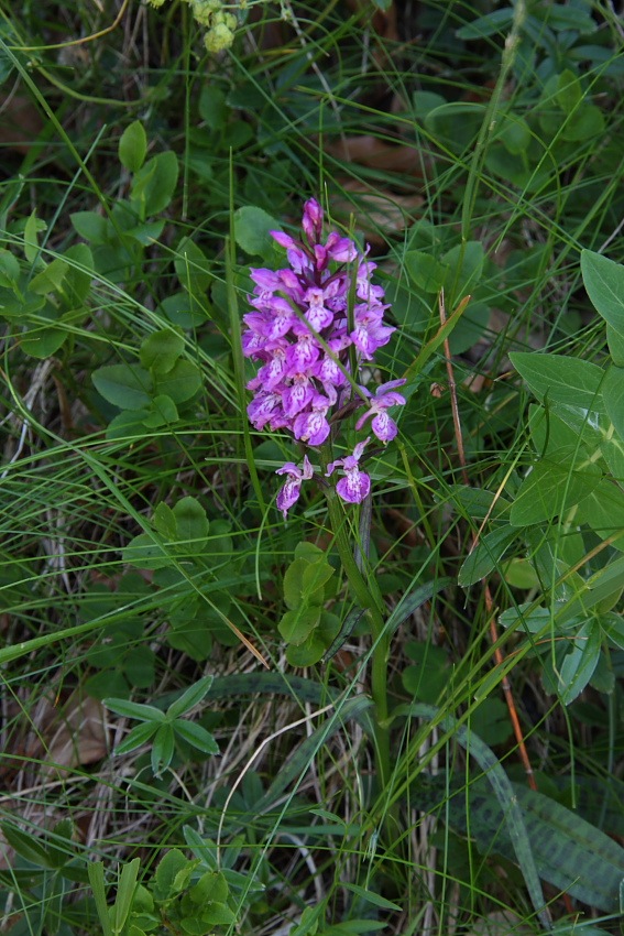 Orchidee dellAppennino pistoiese