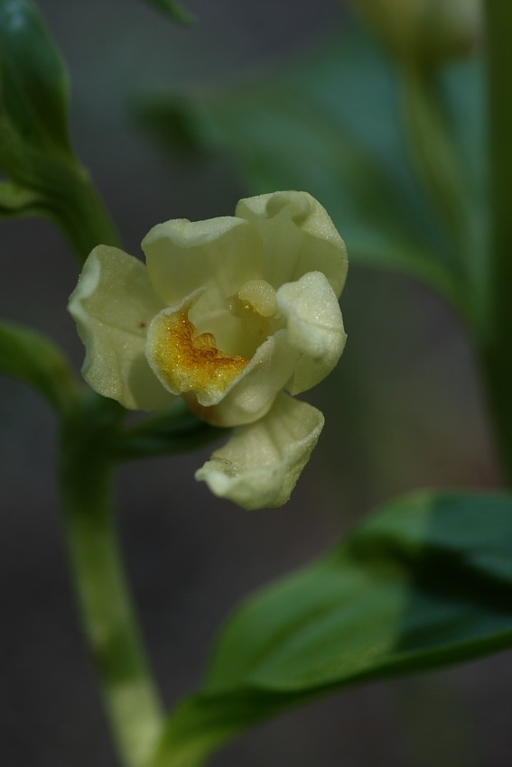 Orchidee dellAppennino pistoiese