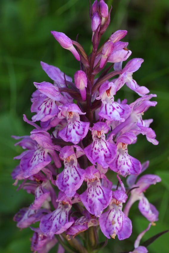 Orchidee dellAppennino pistoiese