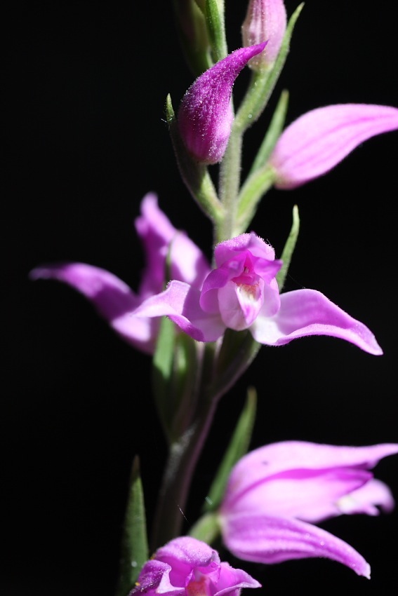 Orchidee dellAppennino pistoiese