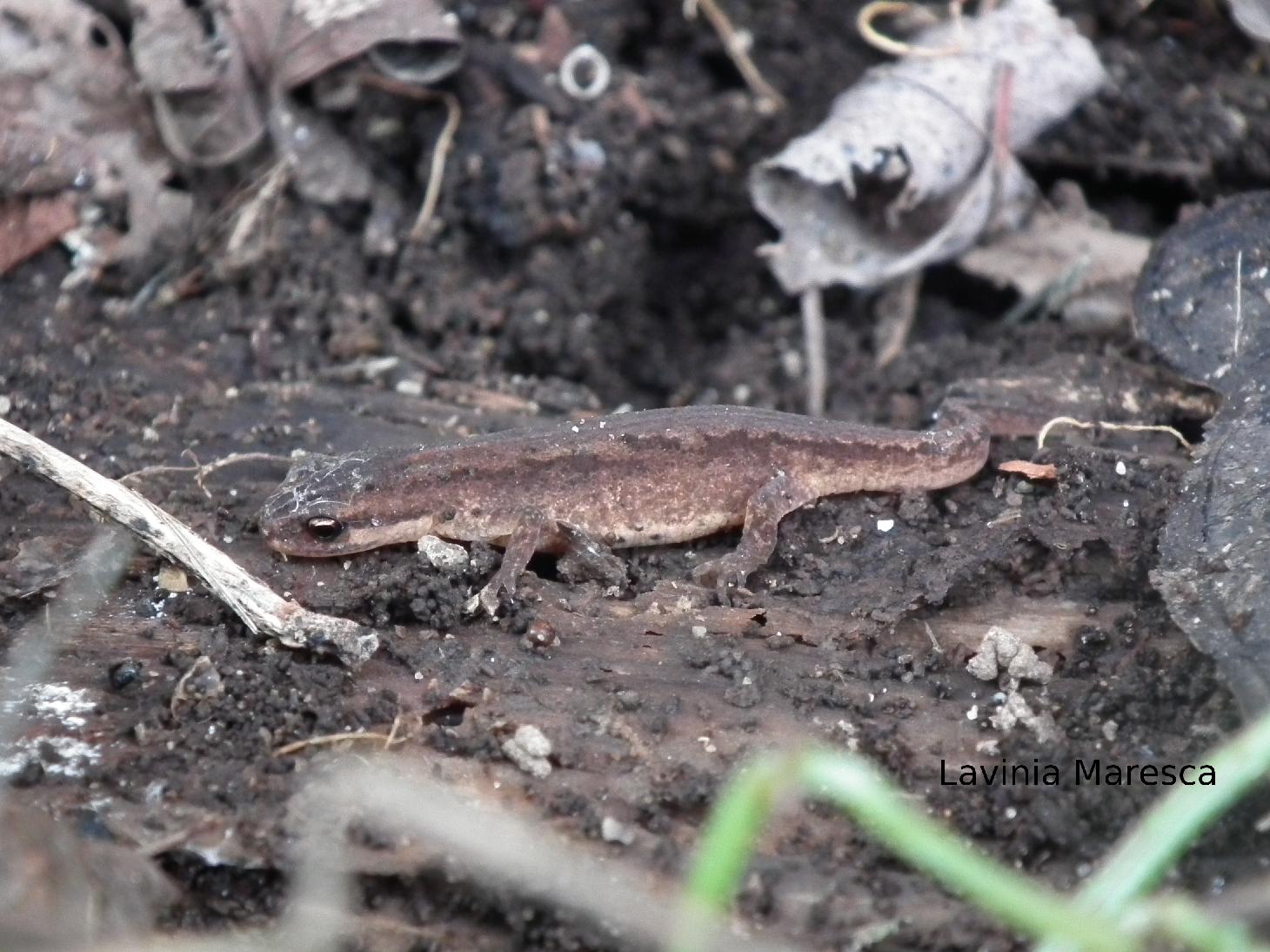 Piccoli Tritoni svernanti (Lissotriton vulgaris) - Orbetello