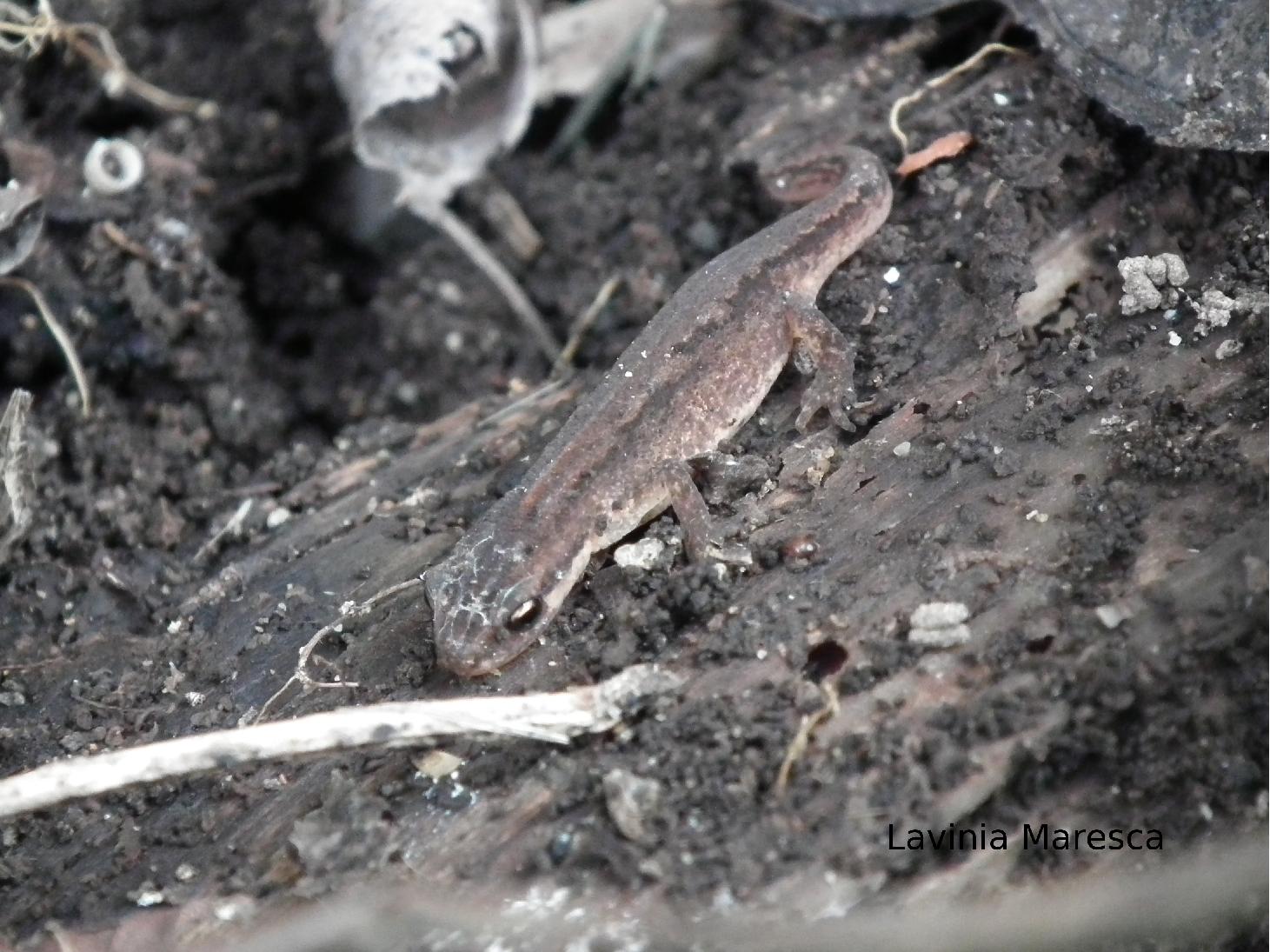 Piccoli Tritoni svernanti (Lissotriton vulgaris) - Orbetello